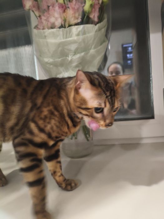 Бенгальские котята ( бронь)