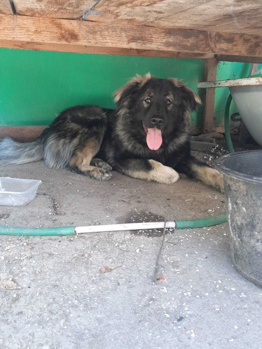 Cățel spre adopție: băiat, 3 ani, talie mare