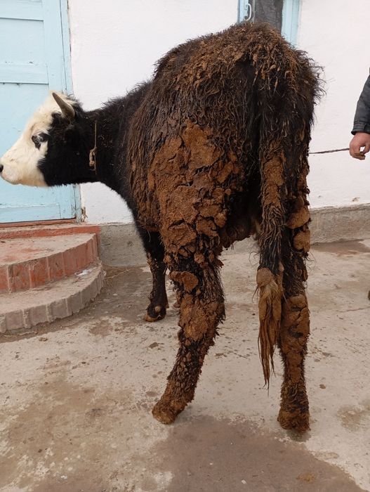 Продается бичок аппетит хорошо