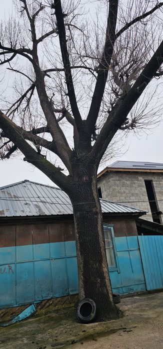 Два дуба для мебели