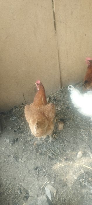 Продам куреи и клушку