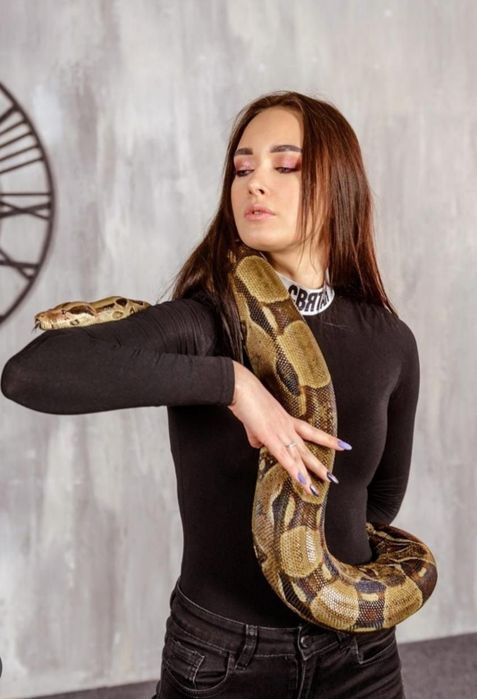 Змея удав императорский