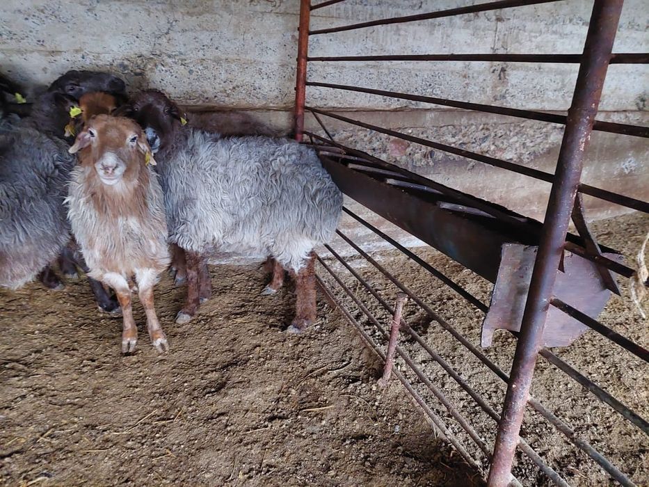 Семыз саулык кой