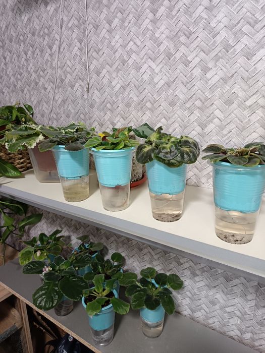 Сортовые фиалки от 300