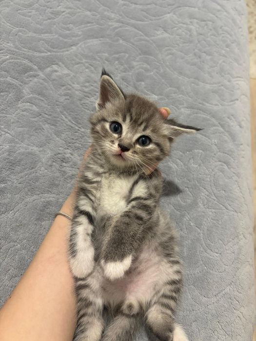 Скоттиш страйт котята