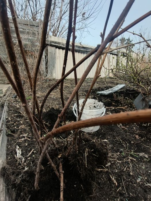 Продам саженцы малины