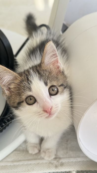 Котята в добрые руки — 3 месяца