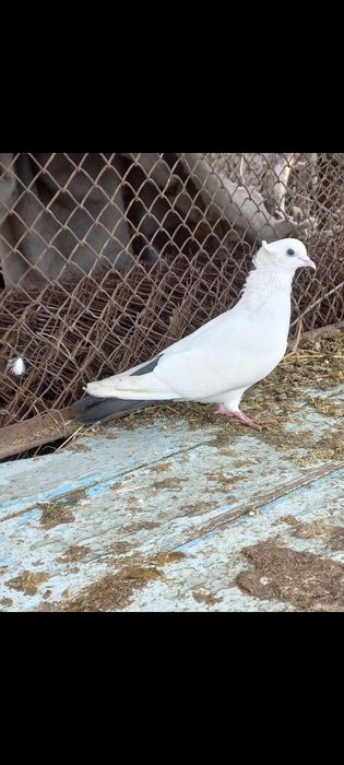 Продаётся голуб...