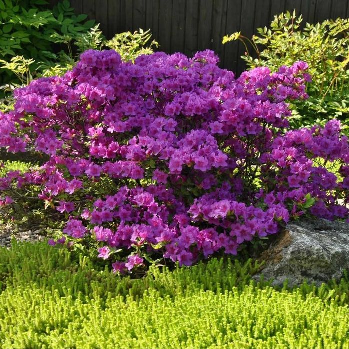 Декоративные цветы