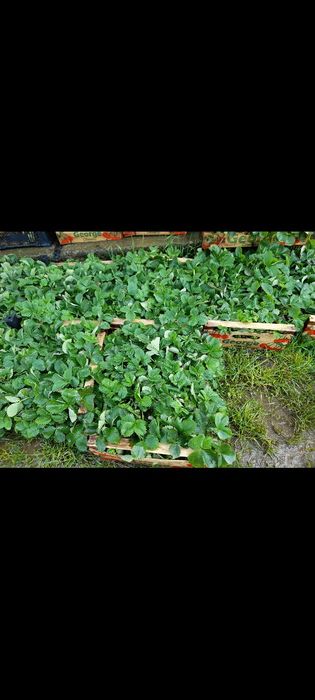 Stoloni capsuni soiul clery