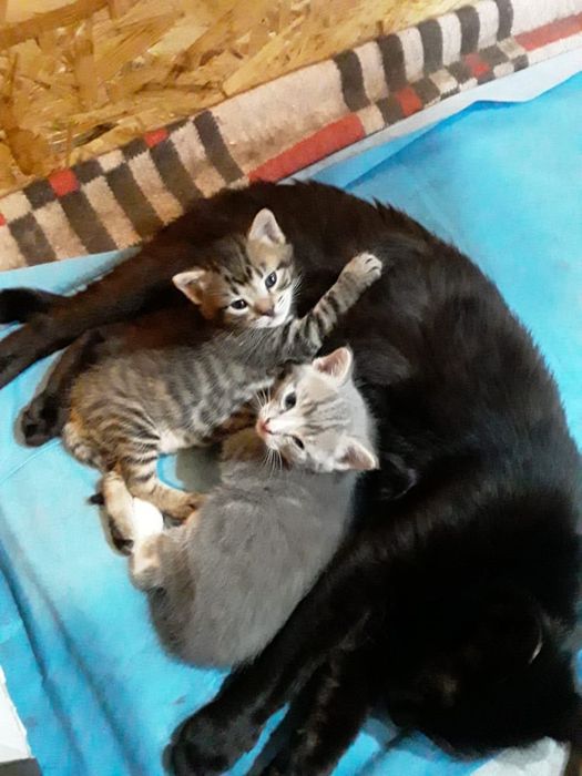 Котята в добрые руки