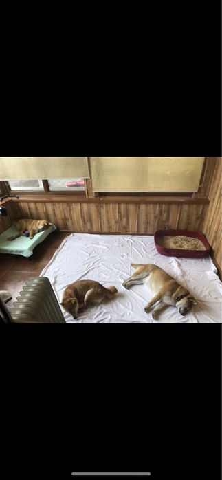 Щенки Сиба ину