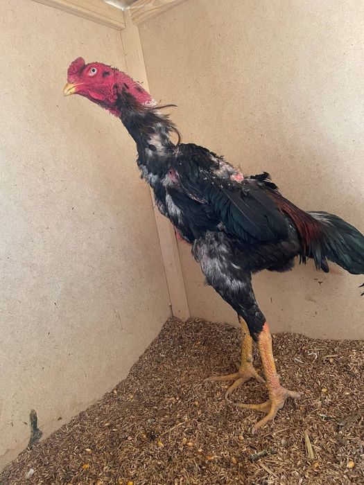 Aprel jojasi 9 ta yutug'i bor tanachilarni o'chirib yutdi