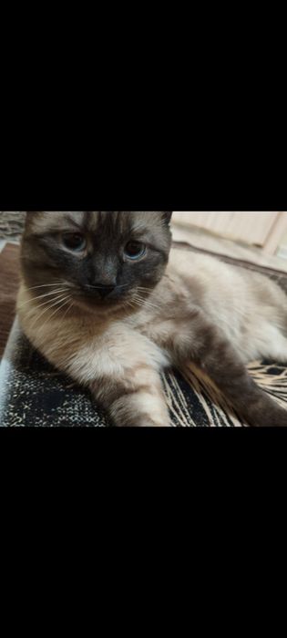 Отдам даром кота