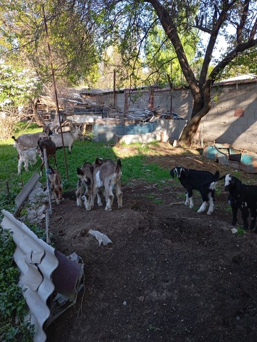 Англо-нубийские козлики