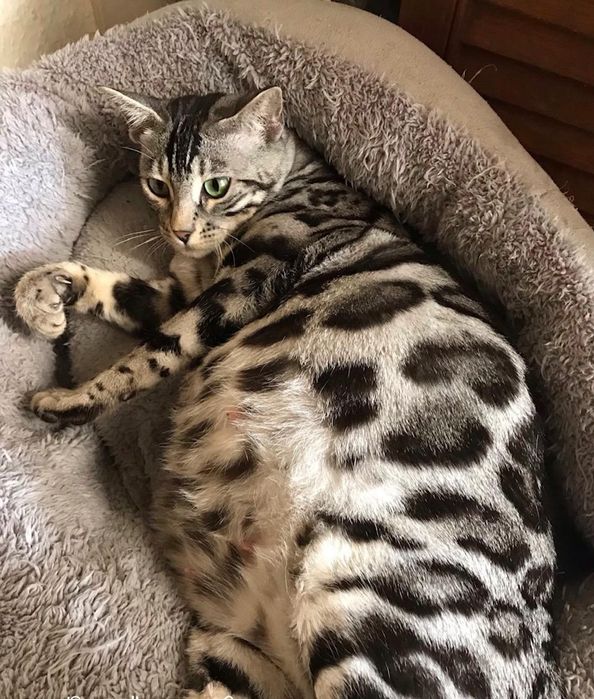 Ласкучие Серебряные бенгальские КОТЯТА!