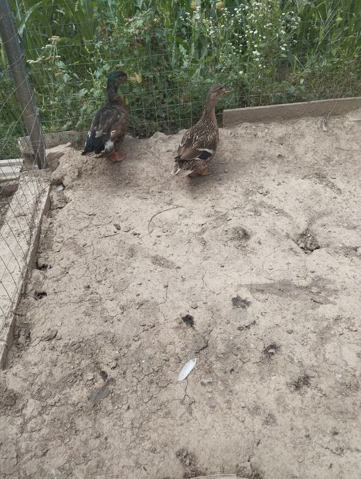 Vând rate sălbatice