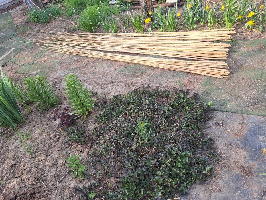 Bambus  natural , plantă