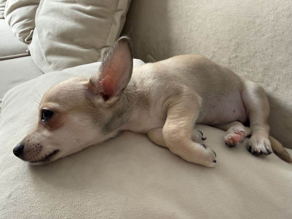 Продам щенка Чихуахуа