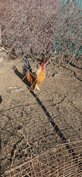 Петух породистый