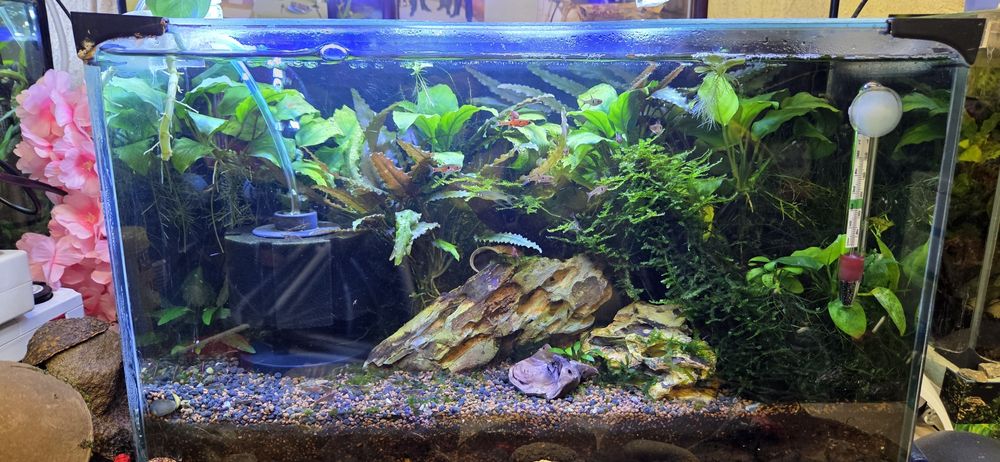 Продавам 25 л.аквариум с всичко живо в него,риби,растения,скариди