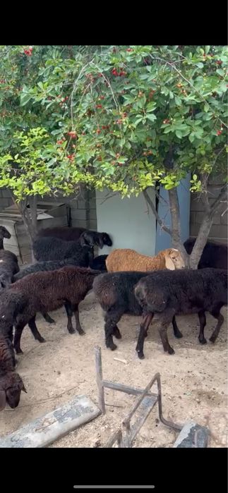 Қозылар жағдайы жақсы