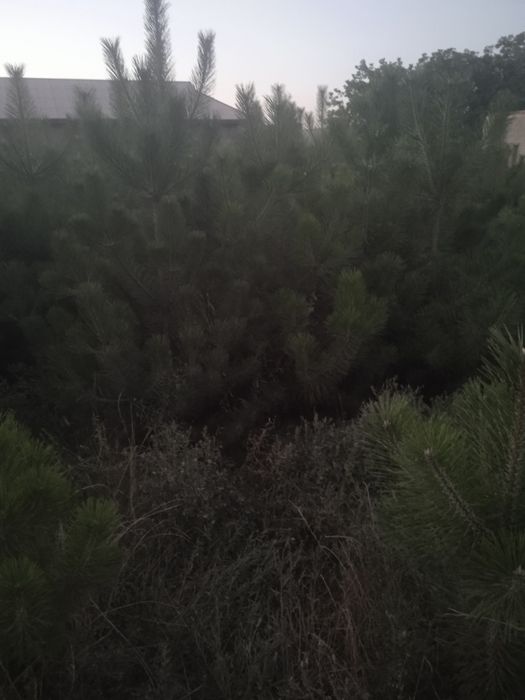 Рача ва дикаратив усимликлар бизда
