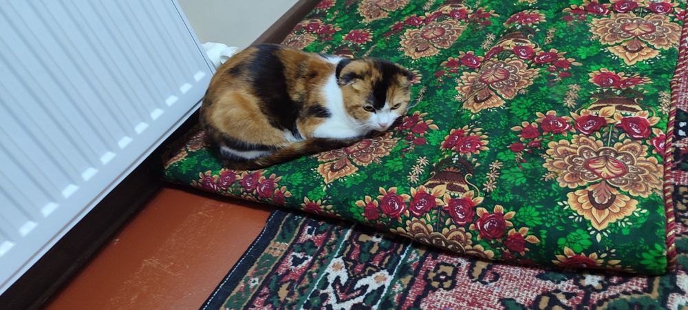 Мушук болалари сотилади