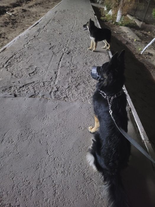 ВЯЗКА Кобель 4 года, холка 70см вес 35кг