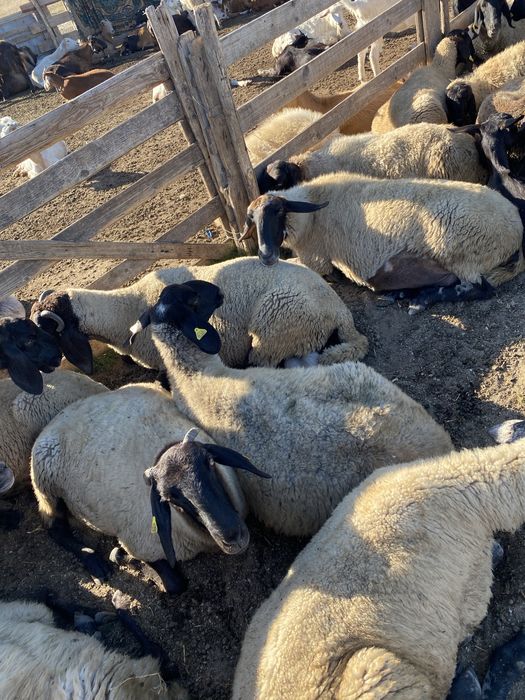 VAND OI  pentru pastrat