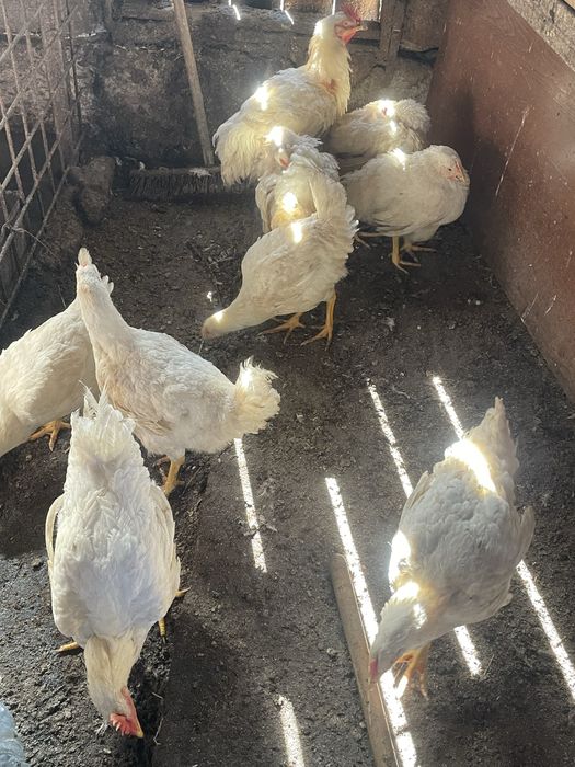 Disponibili pui de carne
