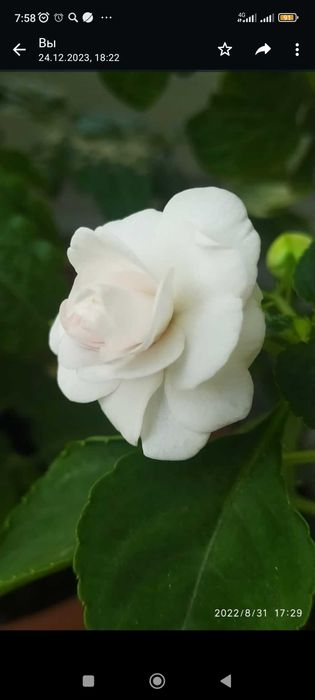 Укорененные черенки бальзамина
