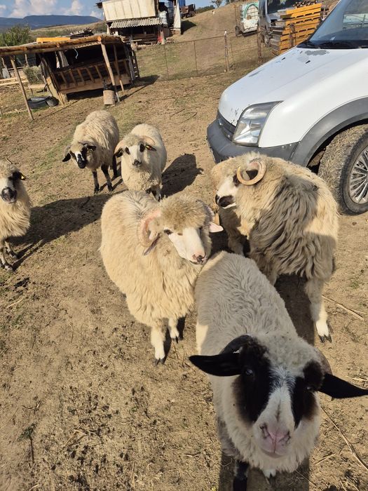 Vând 3 oi reforme și o miei de anu asta