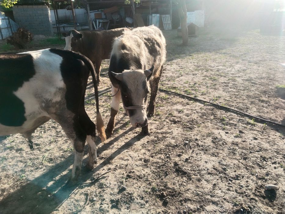 Букалар сатылады