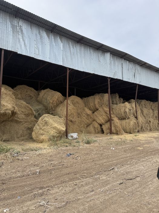Сено рулонами зелёное