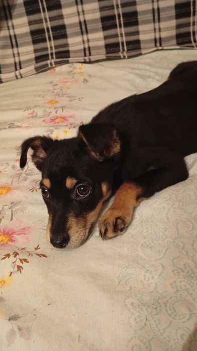 Отдам в добрые руки