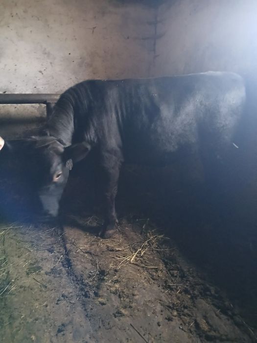 Vând un taur angus negru și o junica bălțată românească