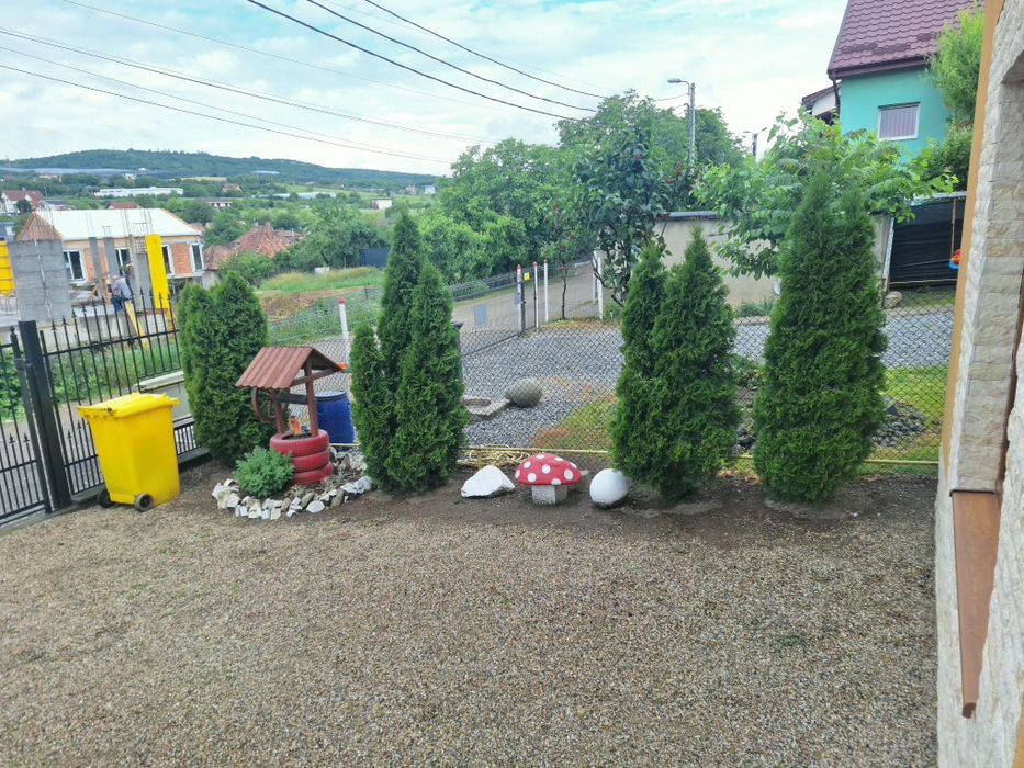 Vând tuia Smaragd 230-250 cm pentru toamnă