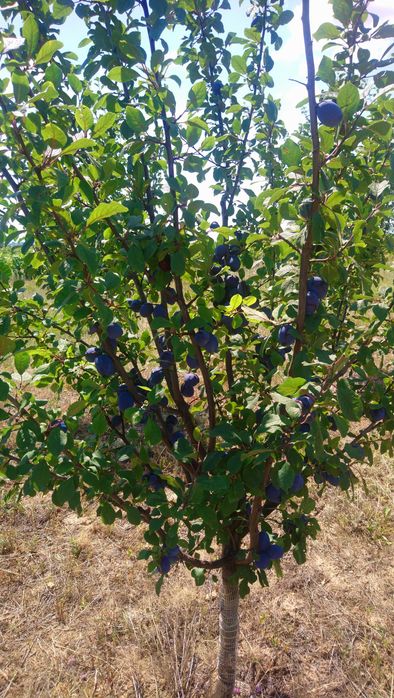 Vând Prune pentru țuică