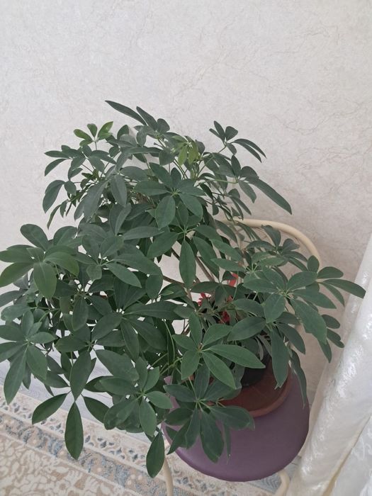 Цветы и подставка