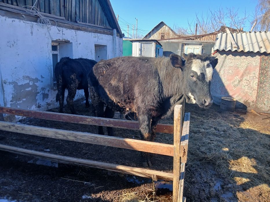 Продам корову с теленком