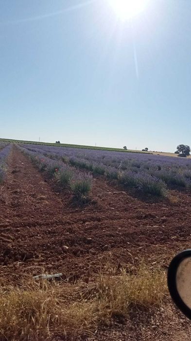 Butasi de lavanda