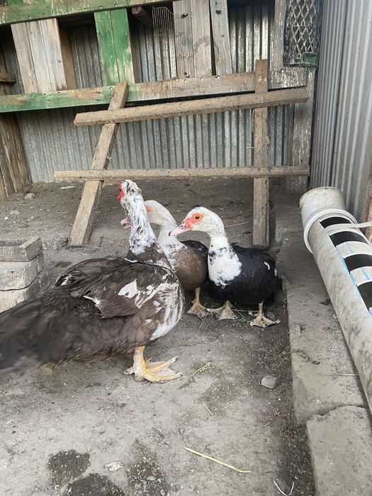 Продам индоуток