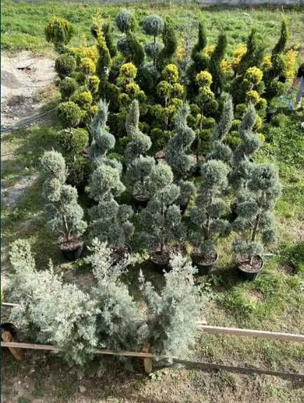 Plante Ornamentale pentru Curți Moderne și Elegante