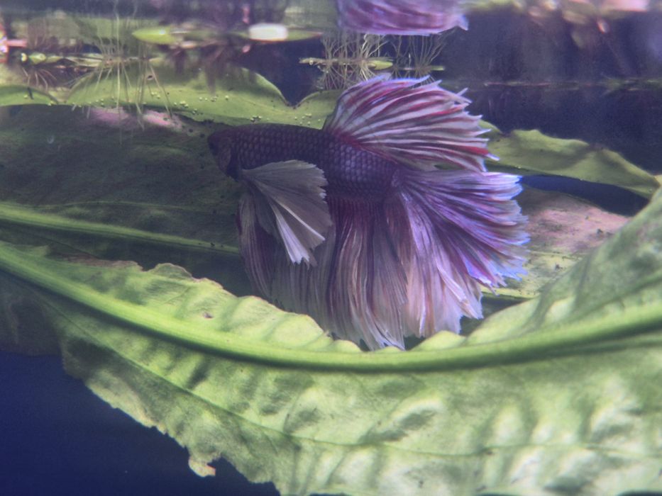 Петушок слоновье ухо(дамбо)