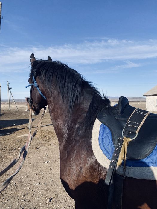 Бесті Айғыр таза қанды