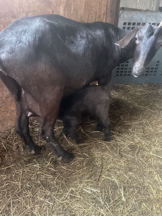 Capra cu ieduta anglo nubian