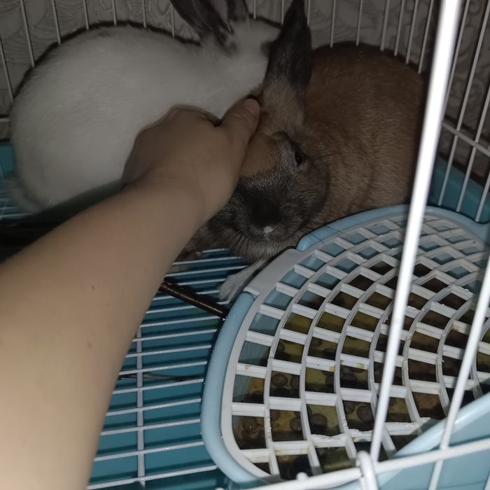 Продам декоротивного кролика.