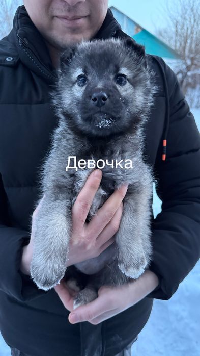 Срочно в добрые руки щенки