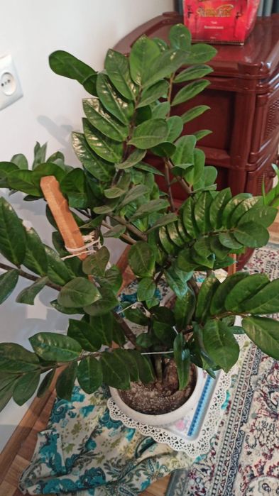 Цветы продаю в хорошем состоянии